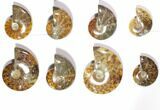 Lot: Polished Whole Ammonite Fossils - Pieces #116579-1